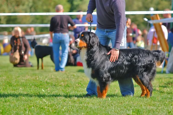 stock image Bernese mountain dog with it's handler