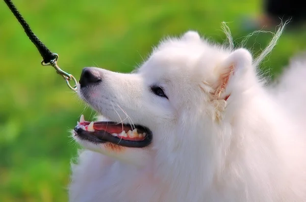 Portret van mooie hond — Stockfoto
