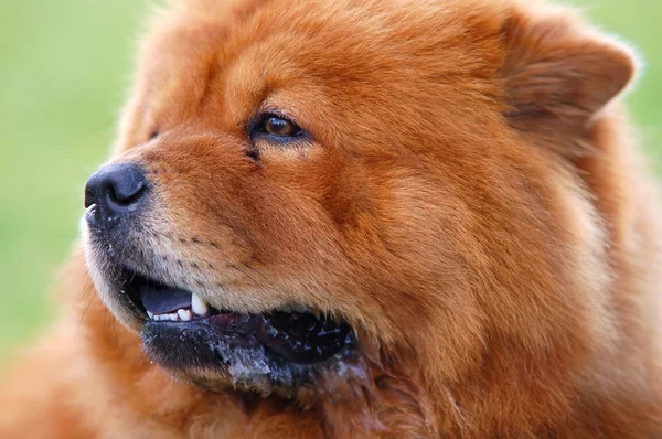 松狮犬狗的肖像 — 图库照片