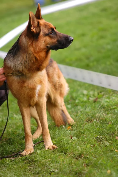 Alsatian in dog contest — Stock Photo, Image