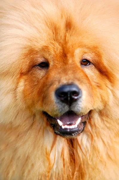 Retrato de cão bonito — Fotografia de Stock