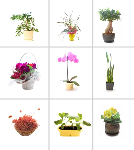 Het verzamelen van bloemen — Stockfoto