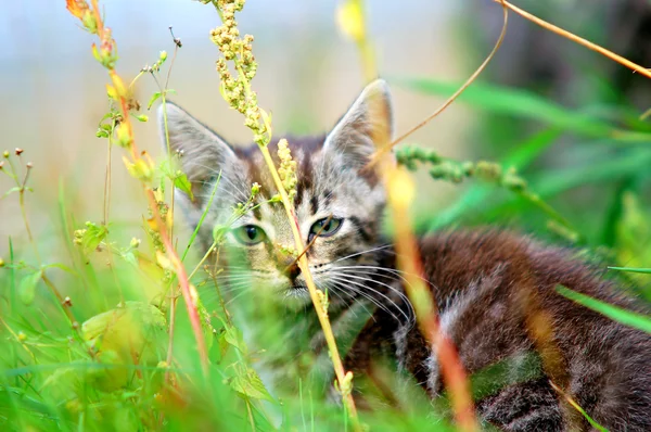 Kitten in the grass — Stock Photo, Image