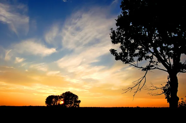 Ηλιοβασίλεμα και δέντρα — Φωτογραφία Αρχείου