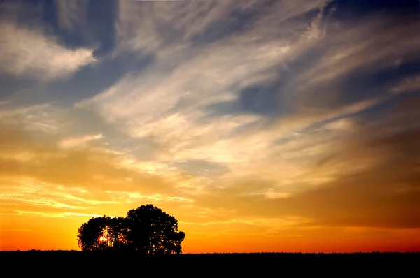 Захід сонця і дерев — стокове фото