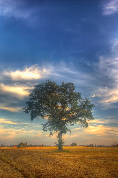 Coucher de soleil et arbre — Photo