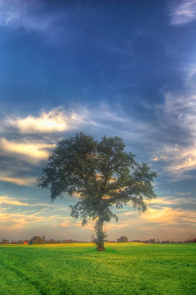 Ηλιοβασίλεμα και το δέντρο — Φωτογραφία Αρχείου