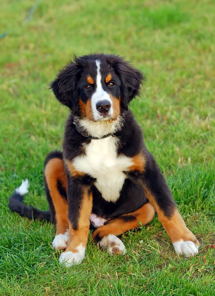 Portret van puppy Berner Sennenhond — Stockfoto