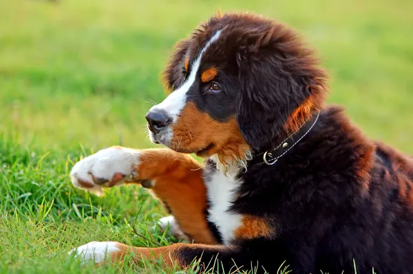 Portret szczeniak Berneński pies pasterski — Zdjęcie stockowe