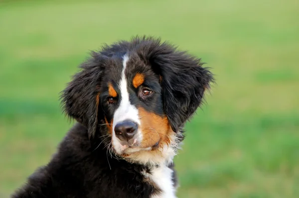 Портрет щенка бернского горного пса — стоковое фото