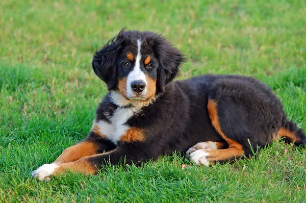 Портрет щенка бернского горного пса — стоковое фото