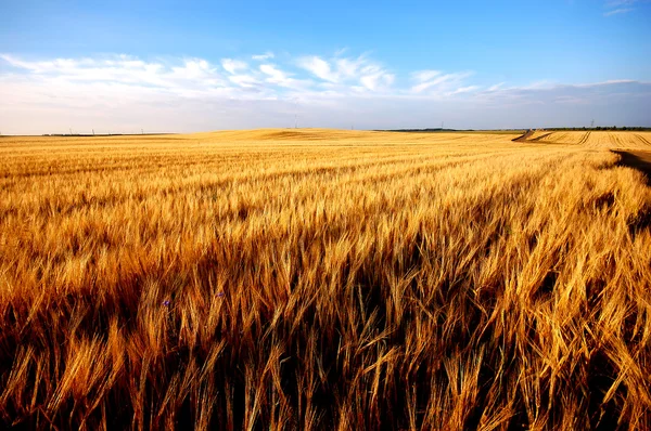 Pšeničné pole Stock Snímky