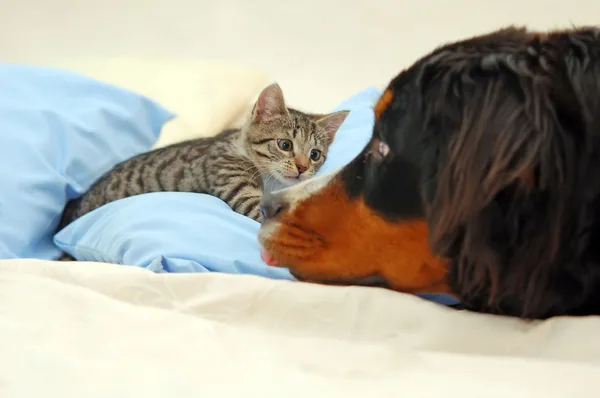 Hund och kattunge — Stockfoto