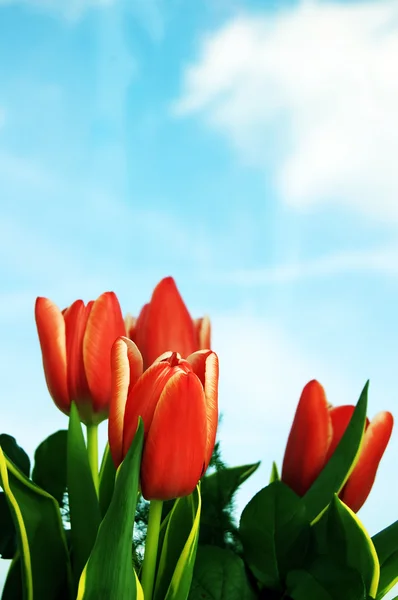 Tulips background — Stock Photo, Image
