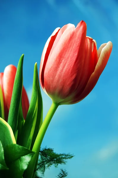 Tulipanes fondo — Foto de Stock
