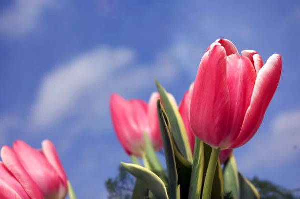 Tulipany tło — Zdjęcie stockowe
