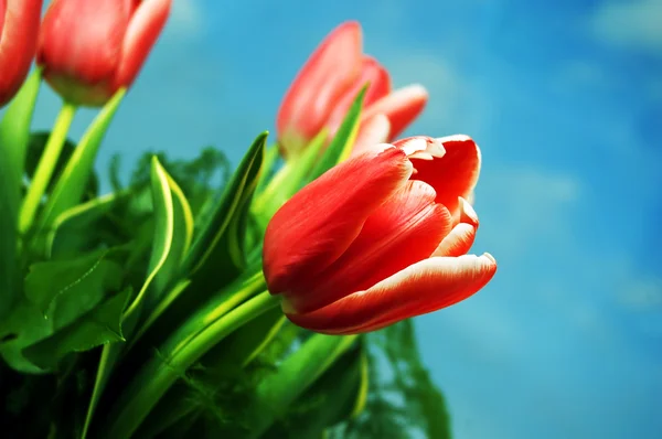 Tulipány pozadí — Stock fotografie