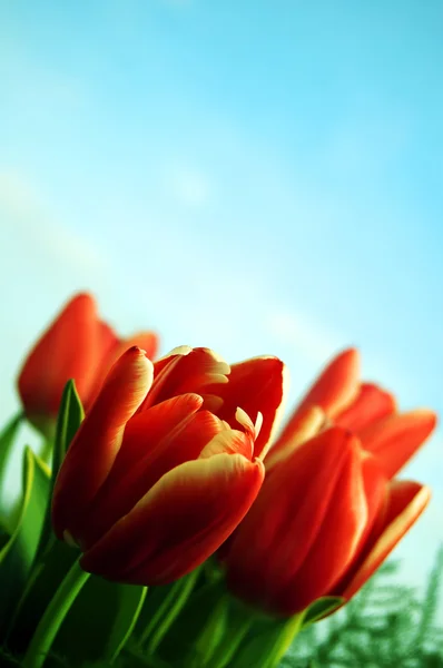 Tulipany tło — Zdjęcie stockowe
