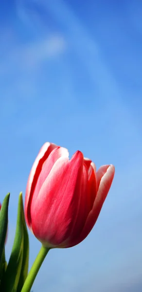 Tulipán háttér — Stock Fotó