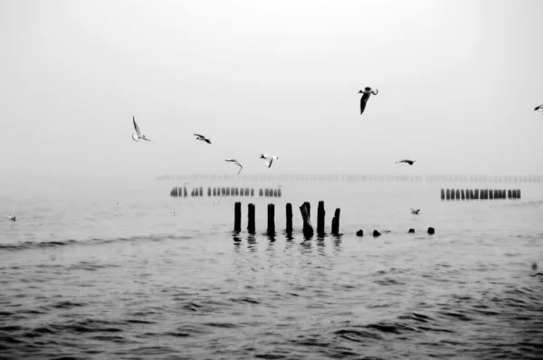 Zee zwart-wit beeld — Stok fotoğraf