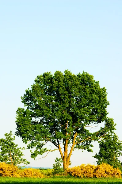 Дерево летом — стоковое фото