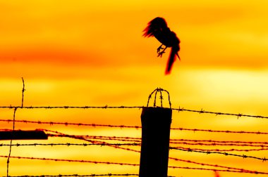 Bird flying off from prison fence clipart