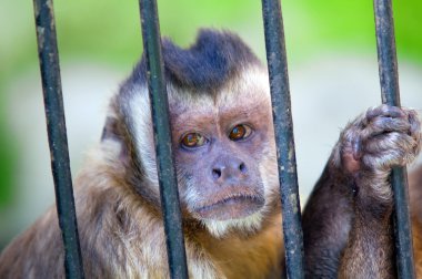 Monkey species Cebus Apella behind bars clipart