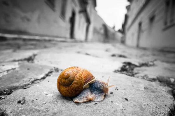 Escargot traversant une route — Photo