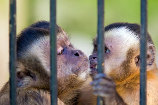 Opičí druhy cebus apella za mřížemi — Stock fotografie