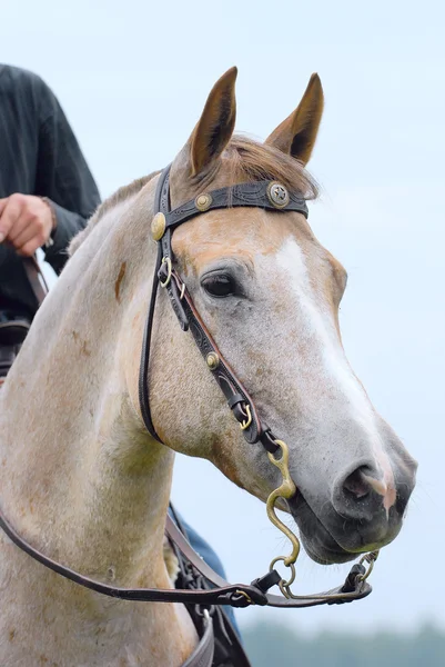 Hlava koně, kovbojské červený bělouš — Stock fotografie