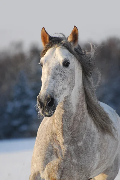 Portrait grey andalusian horse — Stock Photo, Image