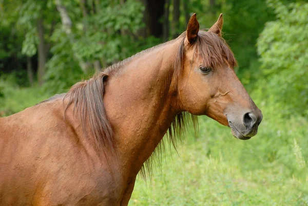 美丽的红色黑客种马的肖像 — 图库照片
