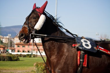 Horse Racing clipart