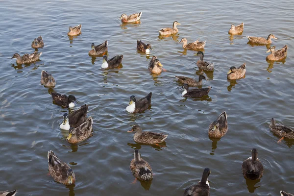 stock image Ducks