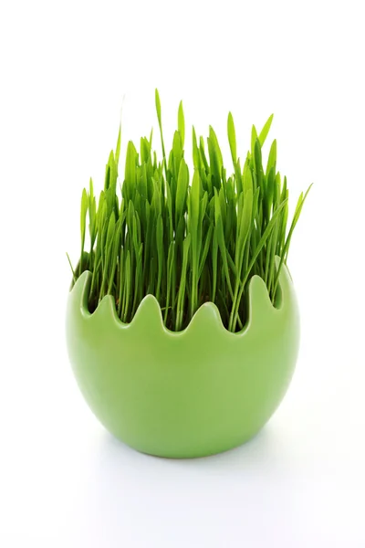 Green grass in egg — Stock Photo, Image