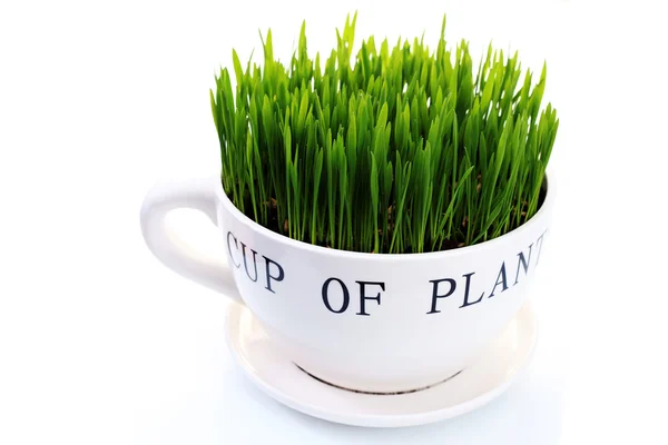 Groen gras in cup — Stockfoto
