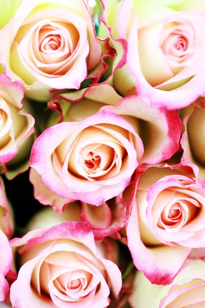 Wiele róż — Zdjęcie stockowe