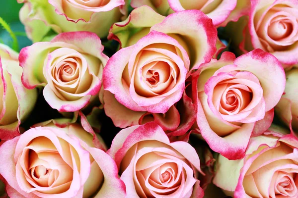 Muitas rosas. — Fotografia de Stock