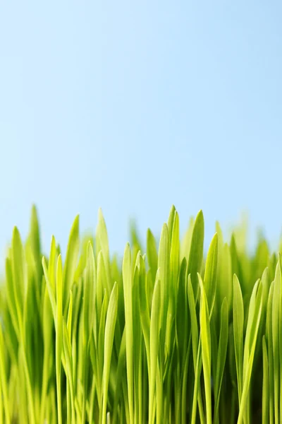 Grünes Gras lizenzfreie Stockbilder