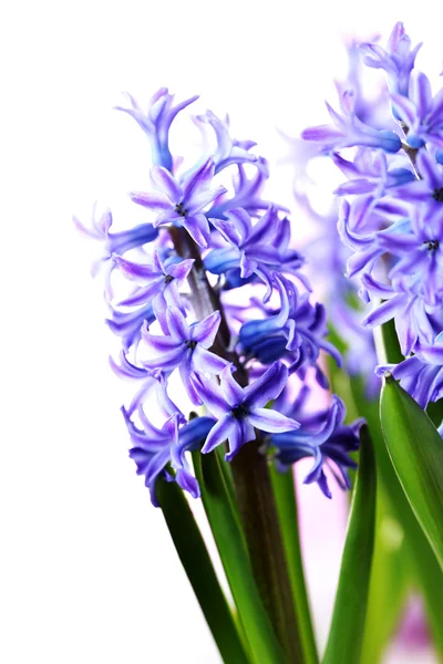 Hyacint — Stockfoto
