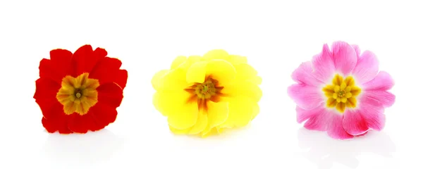 Цветки примулы — стоковое фото