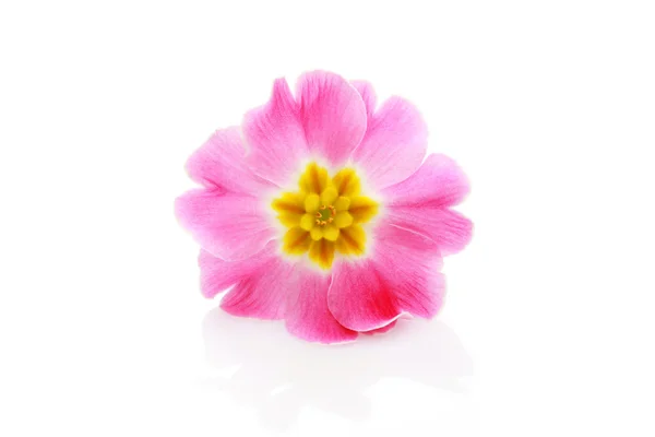 Květina Primula — Stock fotografie