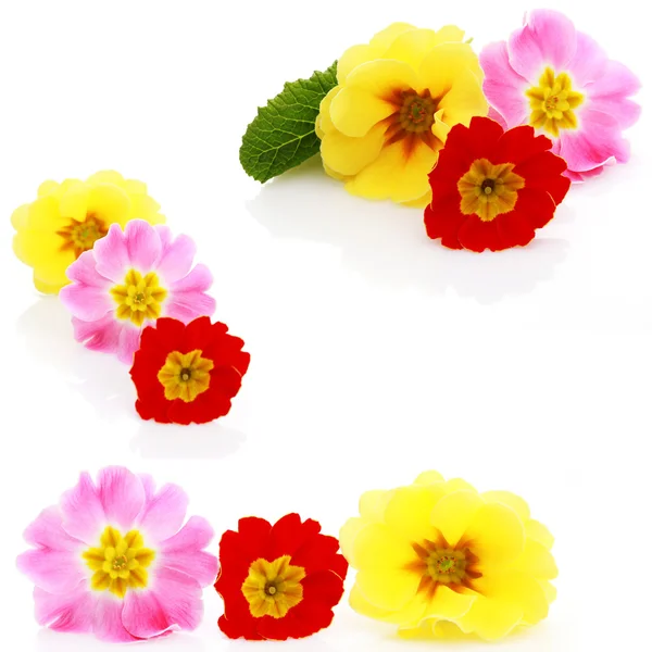Primula λουλούδια — Φωτογραφία Αρχείου