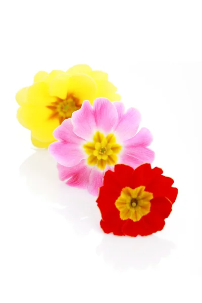 Fleurs de Primula — Photo