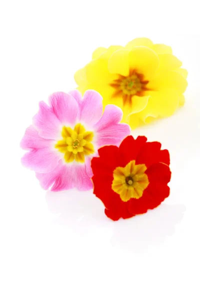Flores de primula — Fotografia de Stock