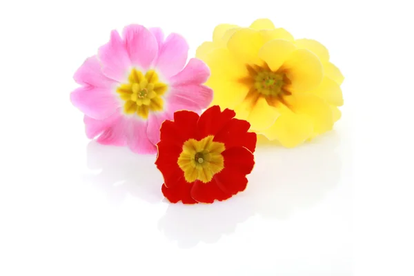 Primula flowers — Stock Photo, Image