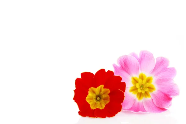 Primula květiny — Stock fotografie