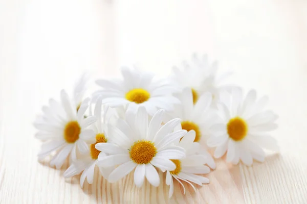 Flores de camomilla — Foto de Stock