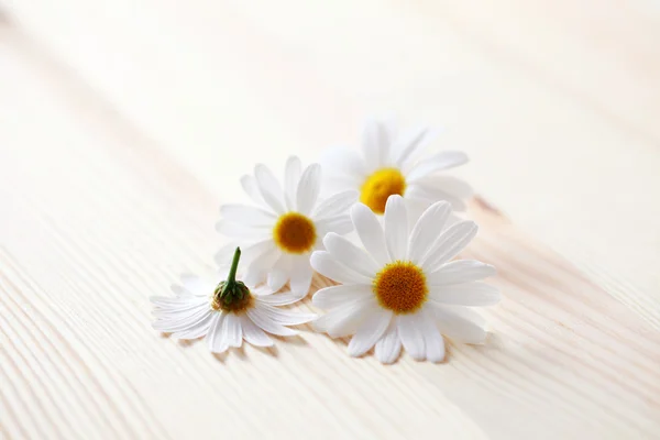 Λουλούδια χαμομηλιού — Φωτογραφία Αρχείου
