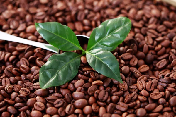 Łyżka ziaren kawy — Zdjęcie stockowe